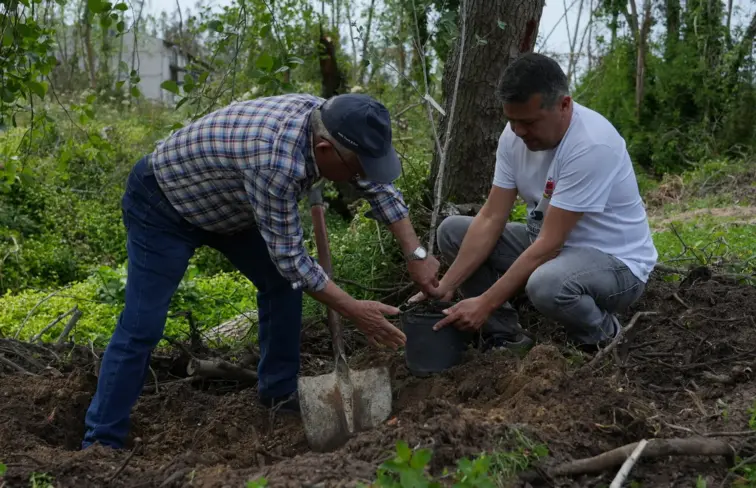 árvores a serem plantadas